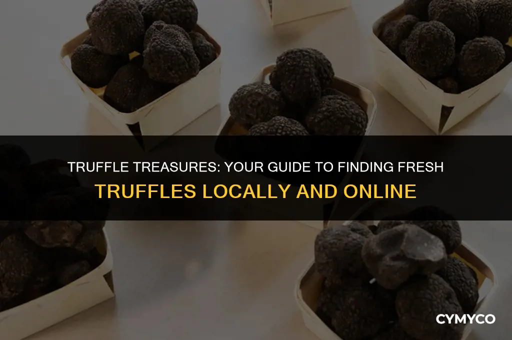 where can i buy fresh truffles