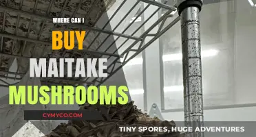 Discover Top Spots to Buy Maitake Mushrooms Near You