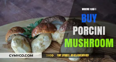 Discover the Best Places to Buy Porcini Mushrooms Online and Locally