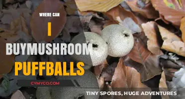 Discover the Best Places to Buy Mushroom Puffballs Online