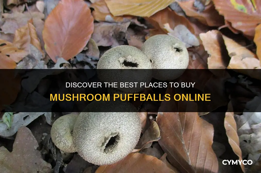 where can i buymushroom puffballs
