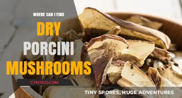 Discovering Gourmet Delights: Where to Find Dry Porcini Mushrooms