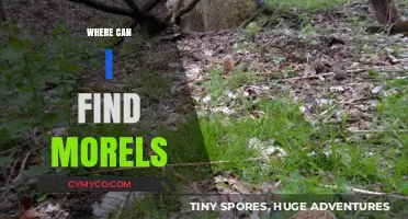 Discovering Morel Mushrooms: A Guide to Their Natural Habitat