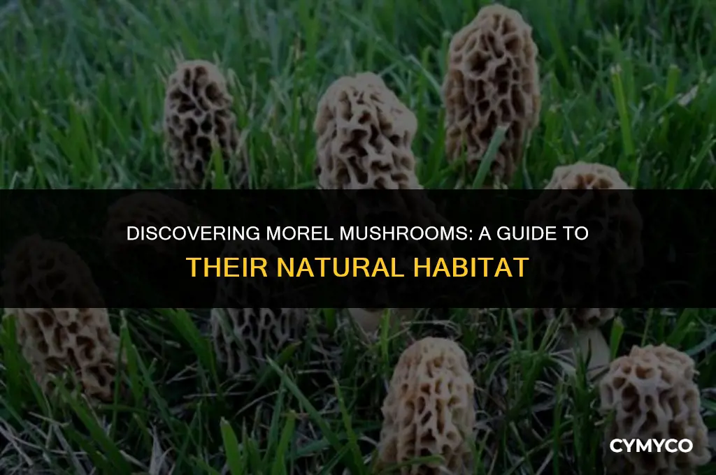where can i find morels