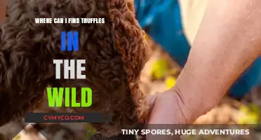 Discovering Wild Truffles: Prime Locations and Foraging Tips for Enthusiasts