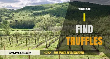 Truffle Treasures: Unearthing the Best Spots for Truffle Hunting