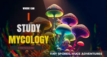 Exploring the Fascinating World of Mycology: A Guide to Top Study Destinations