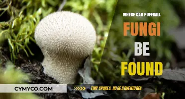 Exploring Nature's Bounty: A Guide to Finding Puffball Fungi