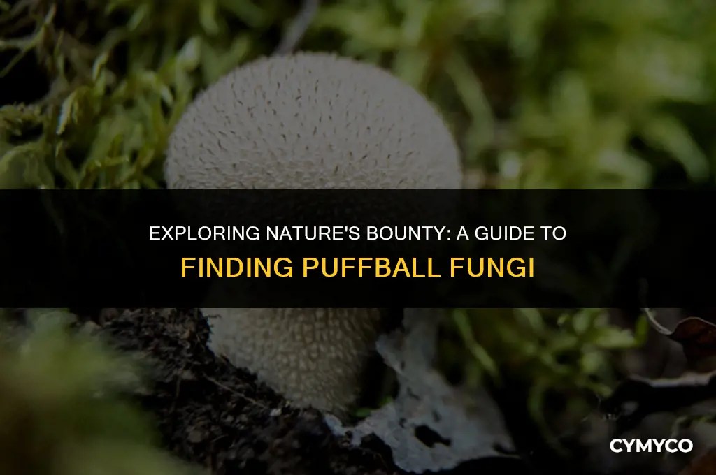 where can puffball fungi be found