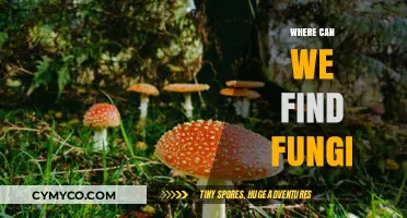 Exploring Fungi Habitats: Where These Unique Organisms Thrive in Nature