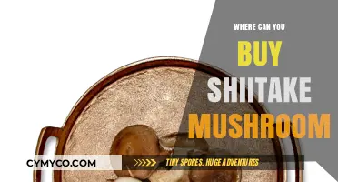 Discover the Best Places to Buy Shiitake Mushrooms Locally and Online