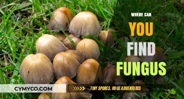 Unveiling Fungal Habitats: Surprising Places Fungi Thrive in Nature