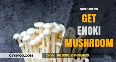 Discovering Enoki Mushrooms: Top Sources and Shopping Tips for Foodies