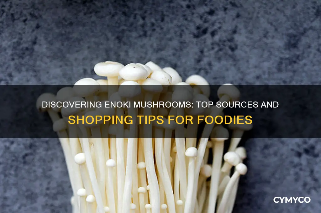 where can you get enoki mushrooms
