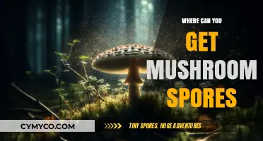 Exploring the Best Sources for High-Quality Mushroom Spores