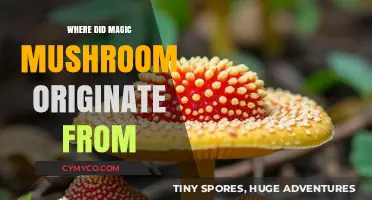 Unveiling the Ancient Roots of Magic Mushrooms: A Psychedelic Journey