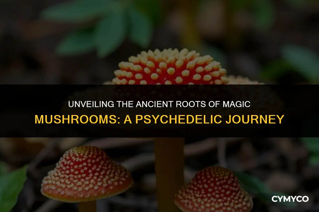 where did magic mushroom originate from