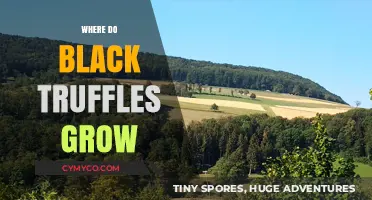 Exploring the Hidden Havens: Where Black Truffles Naturally Thrive