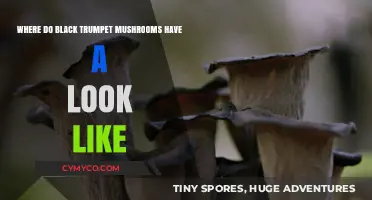 Exploring the Unique Appearance of Black Trumpet Mushrooms