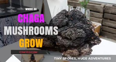Exploring the Natural Habitat of Chaga Mushrooms: A Comprehensive Guide
