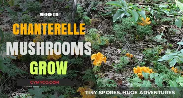 Exploring the Natural Habitat of Chanterelle Mushrooms