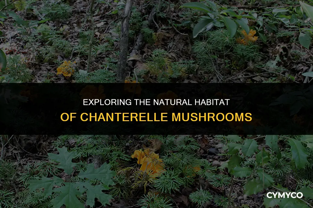 where do chanterelle mushrooms grow