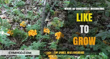 Exploring Chanterelle Mushrooms' Preferred Growing Spots