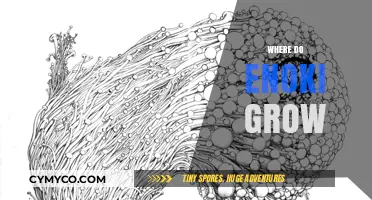 Exploring the Natural Habitat: Where Enoki Mushrooms Thrive