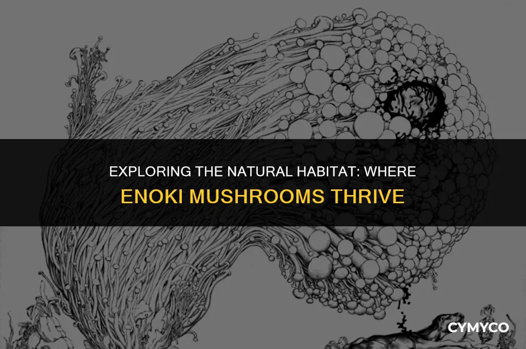 where do enoki grow