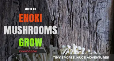 Exploring the Natural Habitat of Enoki Mushrooms: Where They Thrive