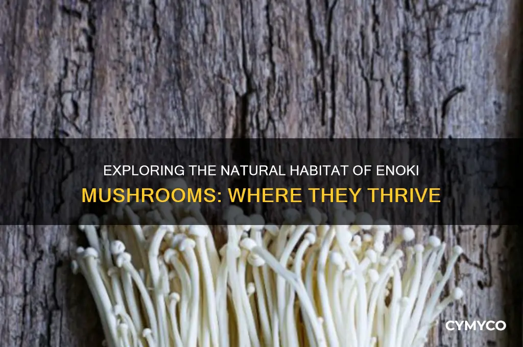 where do enoki mushrooms grow
