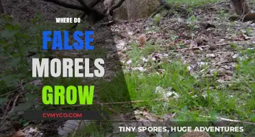 Exploring the Habitats: Where False Morels Thrive in Nature