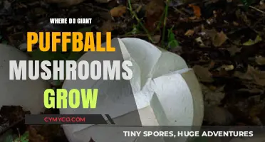 Exploring the Habitats of Giant Puffball Mushrooms: A Comprehensive Guide