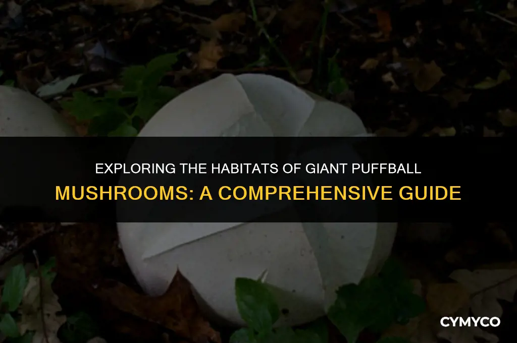 where do giant puffball mushrooms grow