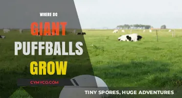 Exploring the Habitat of Giant Puffballs: A Comprehensive Guide