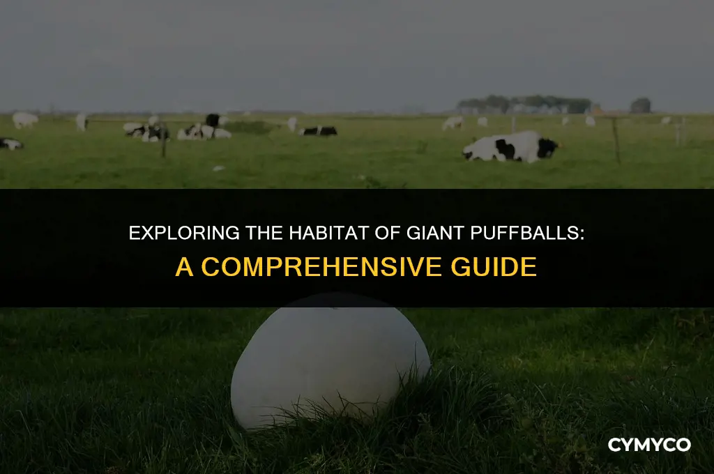 where do giant puffballs grow