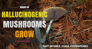 Exploring the Natural Habitat of Hallucinogenic Mushrooms