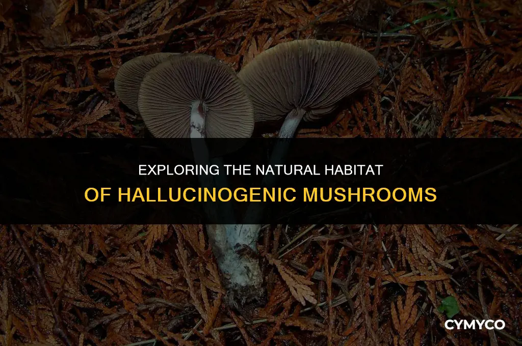where do hallucinogenic mushrooms grow