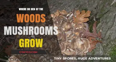 Discovering Hen of the Woods: Ideal Habitats for These Mushrooms to Thrive
