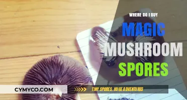 Exploring the Best Sources for Magic Mushroom Spores Online