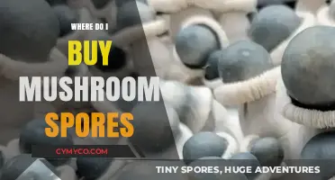 Where to Buy Mushroom Spores: A Comprehensive Guide for Beginners