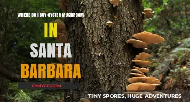 Discovering Santa Barbara's Best Spots for Oyster Mushrooms