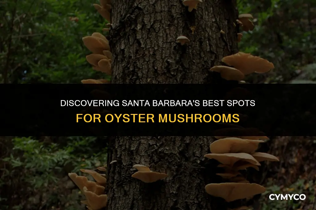 where do i buy oyster mushroom in santa barbara