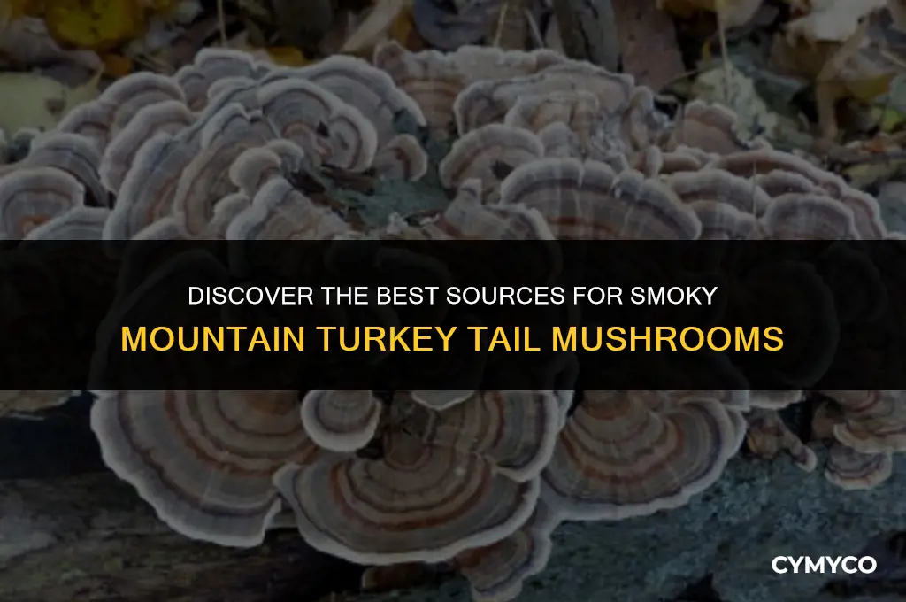 where do i buy smoky mountain turkey tail mushrooms