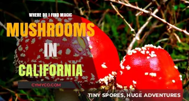Exploring the Golden State: A Guide to Finding Magic Mushrooms in California