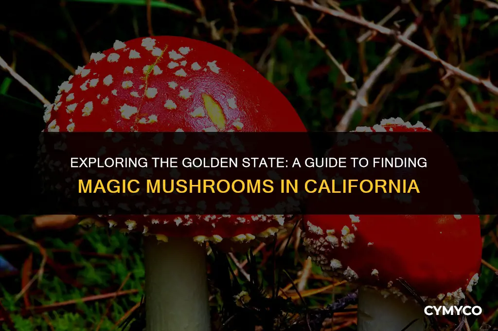 where do i find magic mushrooms in california