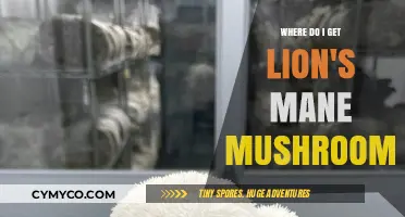 Exploring the Best Sources for Lion's Mane Mushrooms: A Comprehensive Guide