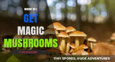 Exploring the Mystical Realm: A Guide to Finding Magic Mushrooms