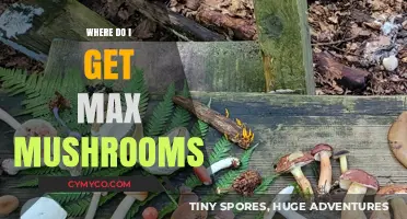 Maximize Your Mushroom Haul: A Guide to Prime Foraging Spots