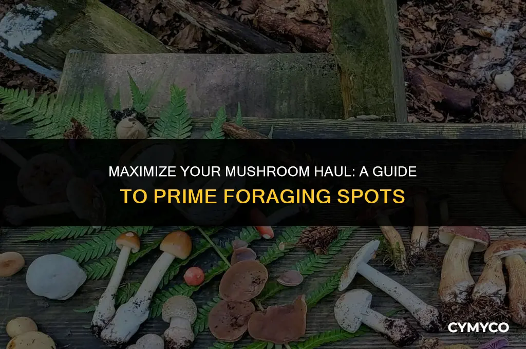 where do i get max mushrooms